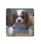 孤高のキャバリア犬、その名はジャック（個別スタンプ：20）