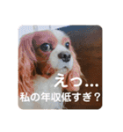 孤高のキャバリア犬、その名はジャック（個別スタンプ：21）