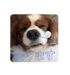 孤高のキャバリア犬、その名はジャック（個別スタンプ：22）