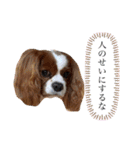 孤高のキャバリア犬、その名はジャック（個別スタンプ：24）