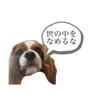 孤高のキャバリア犬、その名はジャック（個別スタンプ：25）