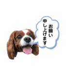 孤高のキャバリア犬、その名はジャック（個別スタンプ：26）