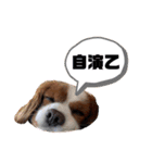 孤高のキャバリア犬、その名はジャック（個別スタンプ：28）