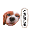 孤高のキャバリア犬、その名はジャック（個別スタンプ：29）