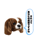 孤高のキャバリア犬、その名はジャック（個別スタンプ：30）