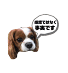 孤高のキャバリア犬、その名はジャック（個別スタンプ：31）