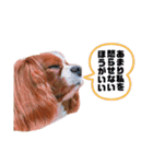 孤高のキャバリア犬、その名はジャック（個別スタンプ：32）