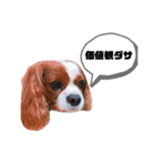 孤高のキャバリア犬、その名はジャック（個別スタンプ：33）