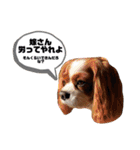 孤高のキャバリア犬、その名はジャック（個別スタンプ：34）