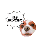 孤高のキャバリア犬、その名はジャック（個別スタンプ：35）