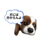 孤高のキャバリア犬、その名はジャック（個別スタンプ：36）