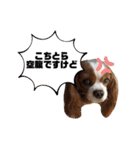 孤高のキャバリア犬、その名はジャック（個別スタンプ：37）
