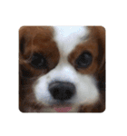孤高のキャバリア犬、その名はジャック（個別スタンプ：38）
