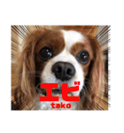 孤高のキャバリア犬、その名はジャック（個別スタンプ：40）