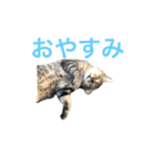 近所の猫ぽんたくんのスタンプ（猫写真）（個別スタンプ：1）