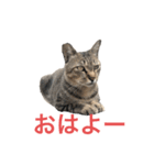 近所の猫ぽんたくんのスタンプ（猫写真）（個別スタンプ：2）
