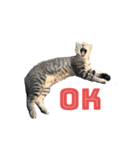 近所の猫ぽんたくんのスタンプ（猫写真）（個別スタンプ：5）