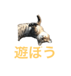 近所の猫ぽんたくんのスタンプ（猫写真）（個別スタンプ：7）