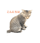近所の猫ぽんたくんのスタンプ（猫写真）（個別スタンプ：8）