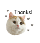 猫のコムギスタンプ ②（個別スタンプ：1）