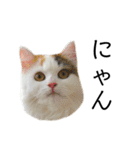 猫のコムギスタンプ ②（個別スタンプ：3）