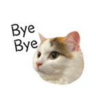 猫のコムギスタンプ ②（個別スタンプ：4）