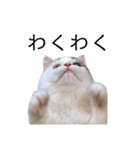 猫のコムギスタンプ ②（個別スタンプ：5）