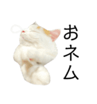 猫のコムギスタンプ ②（個別スタンプ：6）