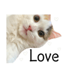 猫のコムギスタンプ ②（個別スタンプ：7）
