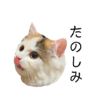 猫のコムギスタンプ ②（個別スタンプ：8）