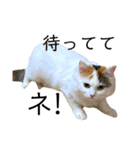 猫のコムギスタンプ ②（個別スタンプ：9）