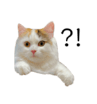猫のコムギスタンプ ②（個別スタンプ：10）