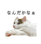 猫のコムギスタンプ ②（個別スタンプ：11）