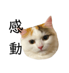 猫のコムギスタンプ ②（個別スタンプ：12）