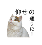 猫のコムギスタンプ ②（個別スタンプ：13）