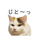 猫のコムギスタンプ ②（個別スタンプ：14）