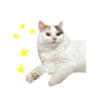 猫のコムギスタンプ ②（個別スタンプ：15）