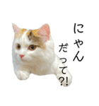 猫のコムギスタンプ ②（個別スタンプ：17）