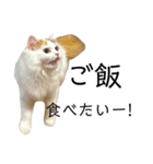 猫のコムギスタンプ ②（個別スタンプ：18）