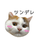 猫のコムギスタンプ ②（個別スタンプ：20）