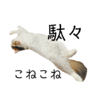 猫のコムギスタンプ ②（個別スタンプ：21）