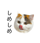 猫のコムギスタンプ ②（個別スタンプ：23）