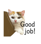 猫のコムギスタンプ ②（個別スタンプ：24）