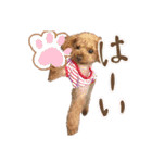 トイプードルのハニちゃん（個別スタンプ：2）