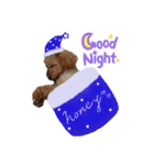 トイプードルのハニちゃん（個別スタンプ：3）