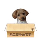 トイプードルのハニちゃん（個別スタンプ：15）