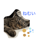 しーにゃんスタンプ②（個別スタンプ：1）
