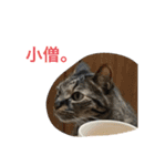 しーにゃんスタンプ②（個別スタンプ：3）