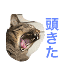 しーにゃんスタンプ②（個別スタンプ：8）