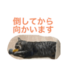 しーにゃんスタンプ②（個別スタンプ：10）